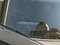preview Volkswagen Polo #1
